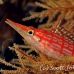 hawkfish_longnose_kimamg27_h_0021_sul7882.jpg